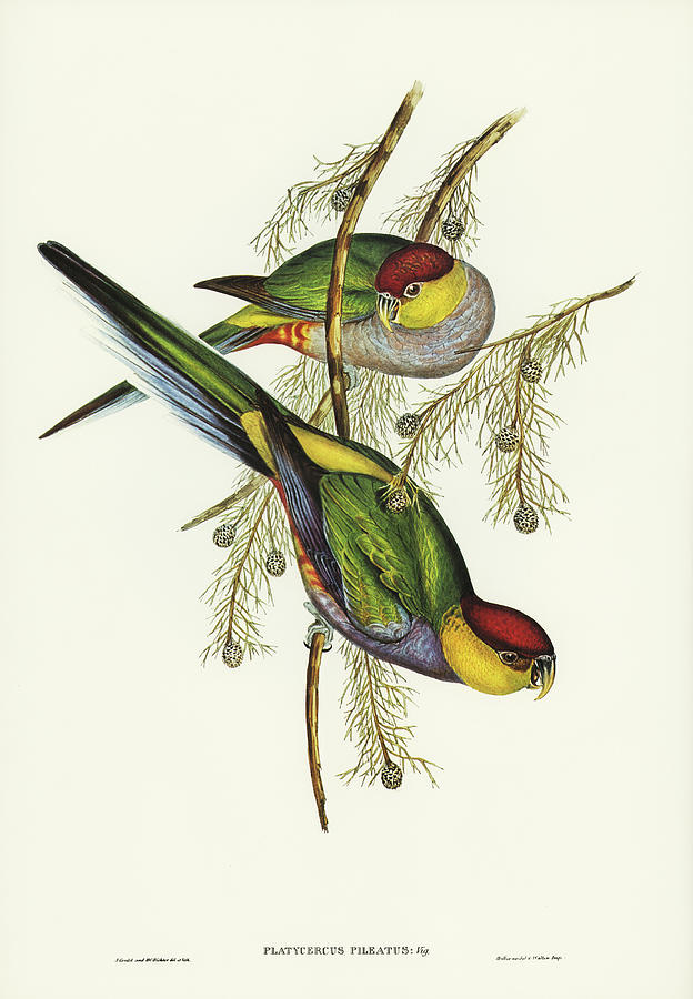 Red-capped Parakeet Drawing by World Art Collective