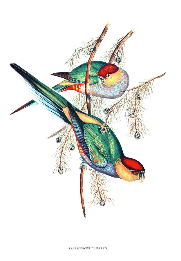 Red-capped Parakeet Drawing