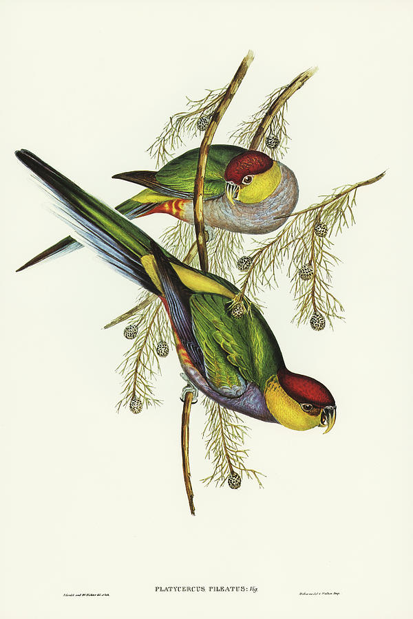 John Gould Drawing - Red-capped Parakeet, Platycercus pileatus by John Gould