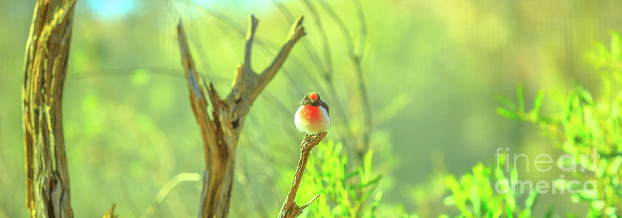 Red capped Robin on a tree Photograph by Benny Marty