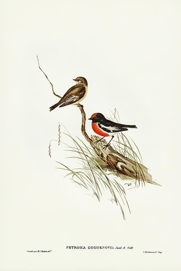 John Gould Drawing - Red-capped Robin, Petroica Goodenovii by John Gould