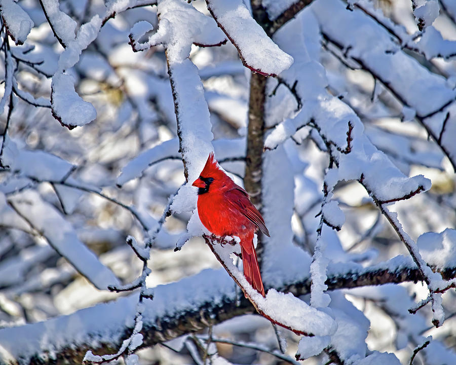Red Cardinal After the Snow Photograph by Laura Vilandre