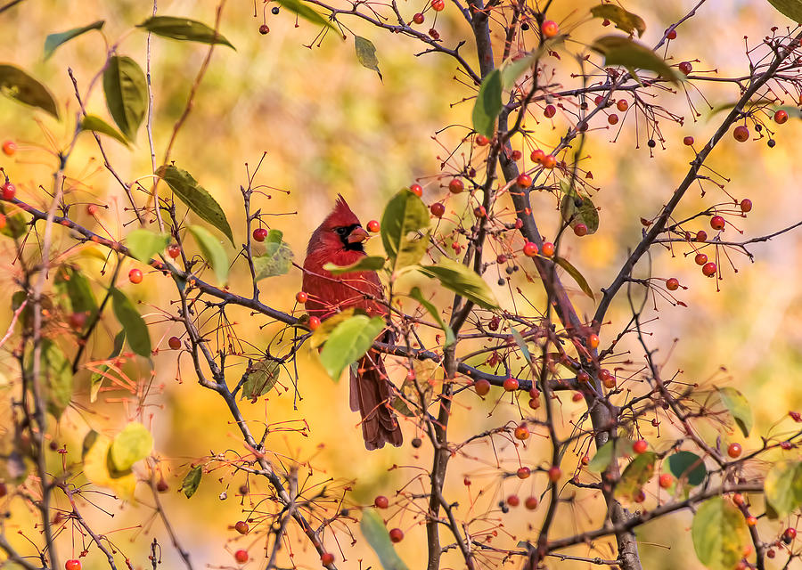 Red Cardinal among the Berries in Autumn Photograph by Marcia Straub
