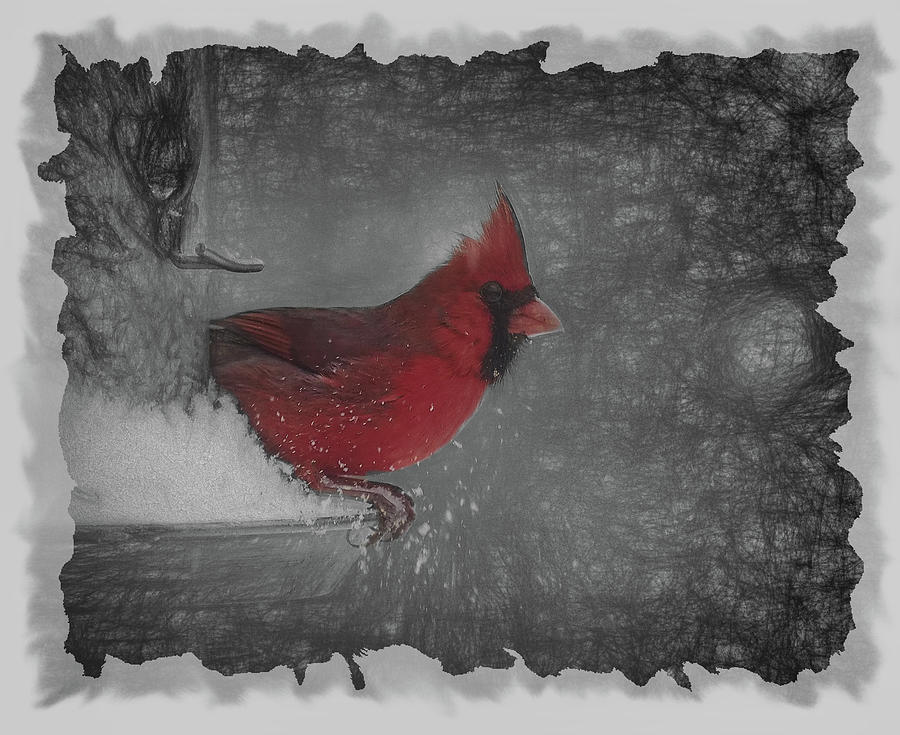 Red Cardinal Art Photograph by Scott Olsen