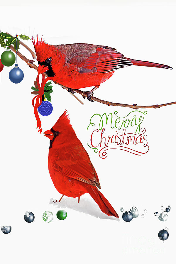 Red Cardinal Christmas Card Photograph