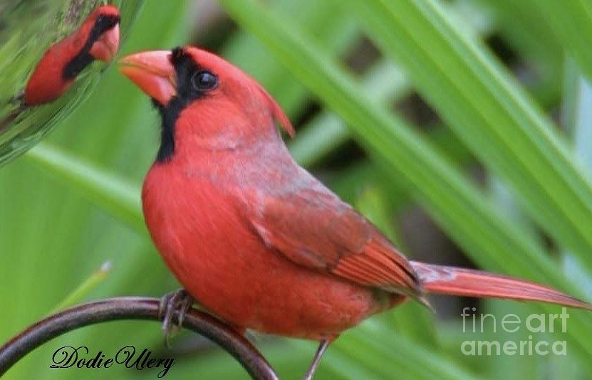 Red Cardinal Bird Photograph by Dodie Ulery