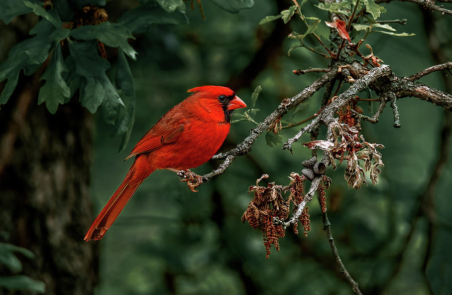 Red Cardinal Photograph by Doug Long