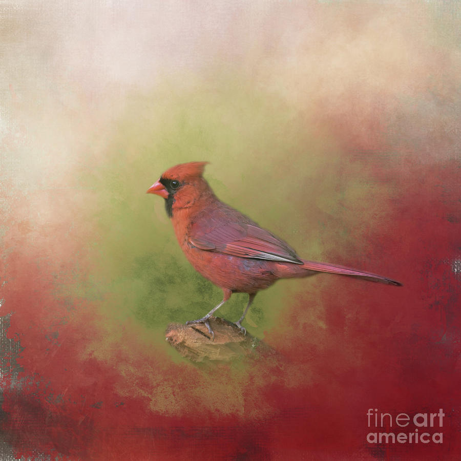 Cardinal Mixed Media - Red Cardinal by Elisabeth Lucas