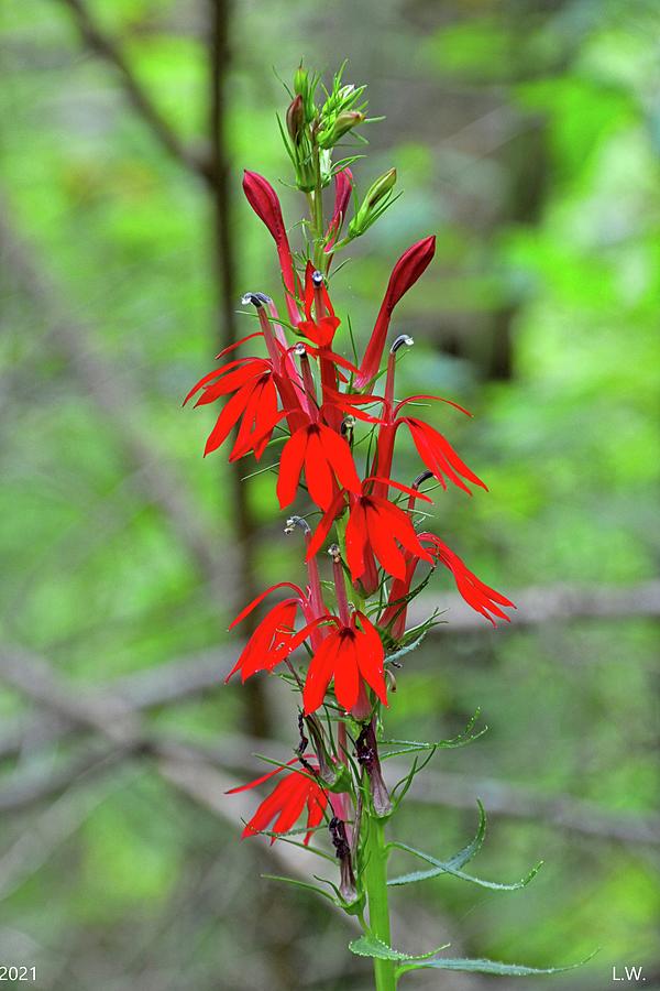 Red Cardinal Flower Photograph by Lisa Wooten