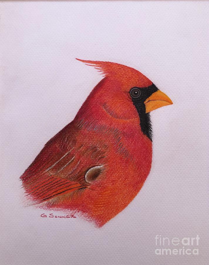 Red Cardinal  Drawing by George Sonner