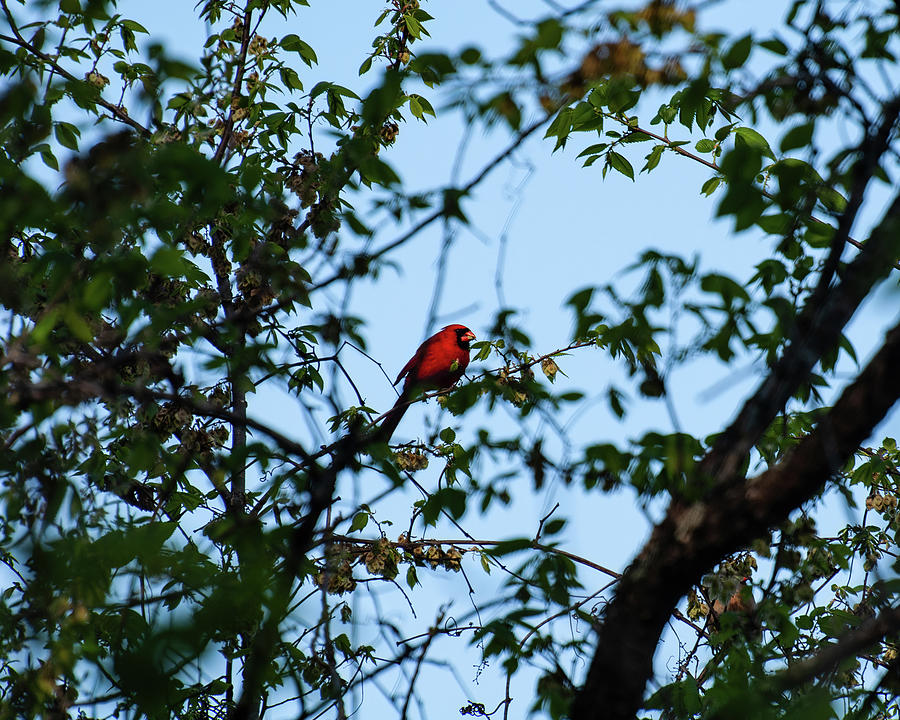 Bird Photograph - Northern Cardinal - red cardinal in a tree - 03 by Flees Photos
