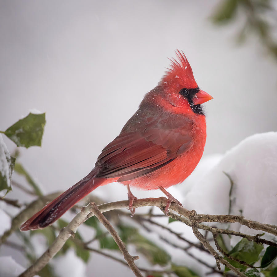 Red Cardinal In Blizzard Photograph by Terry DeLuco