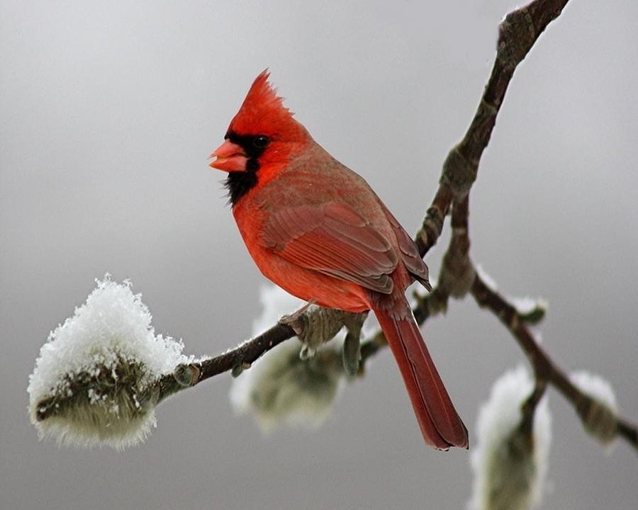 Red Cardinal in Crisp Snow Photograph by Jenyfra Nelson - Pixels