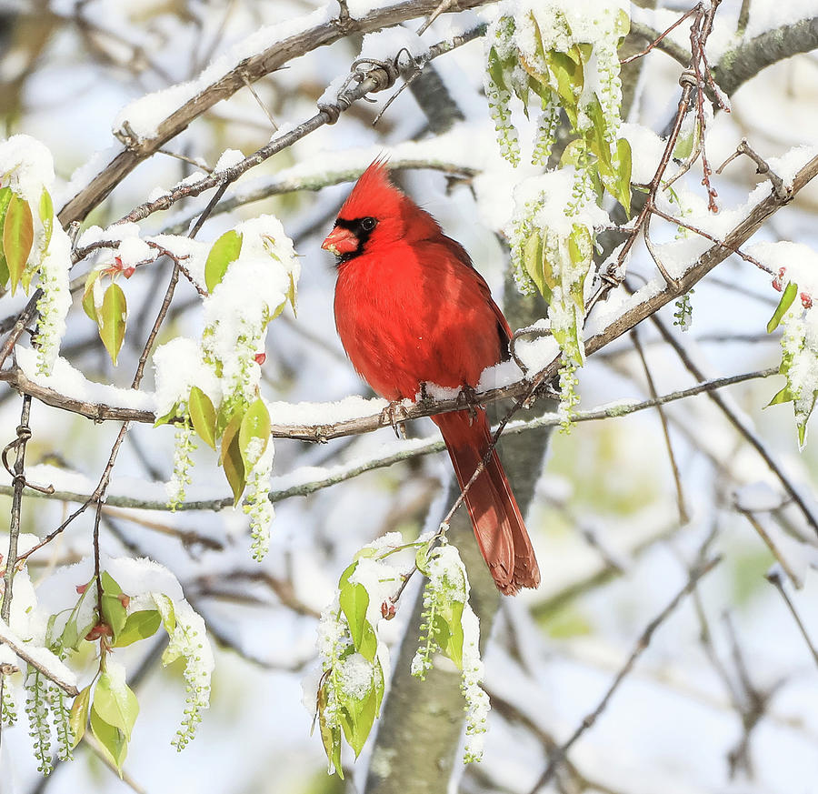 Red Cardinal In Snow Photograph by Dan Sproul