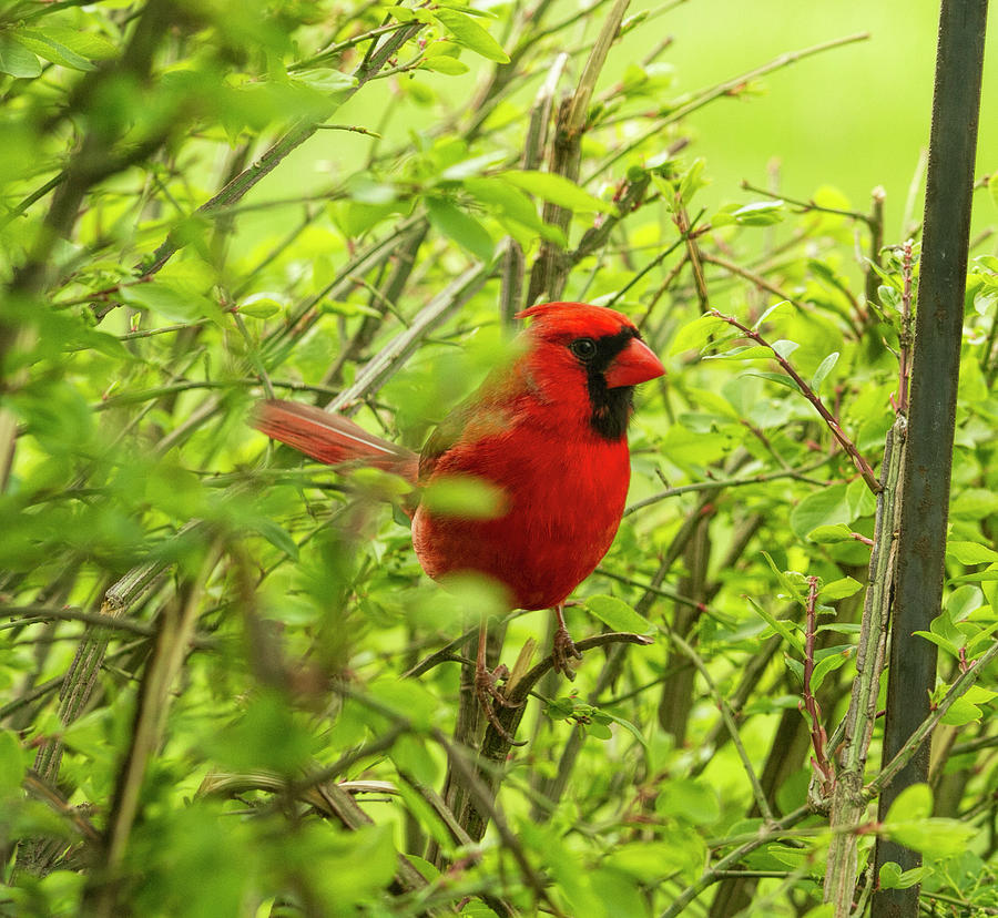 Red Cardinal in the Bush Photograph by Trudy Wilkerson