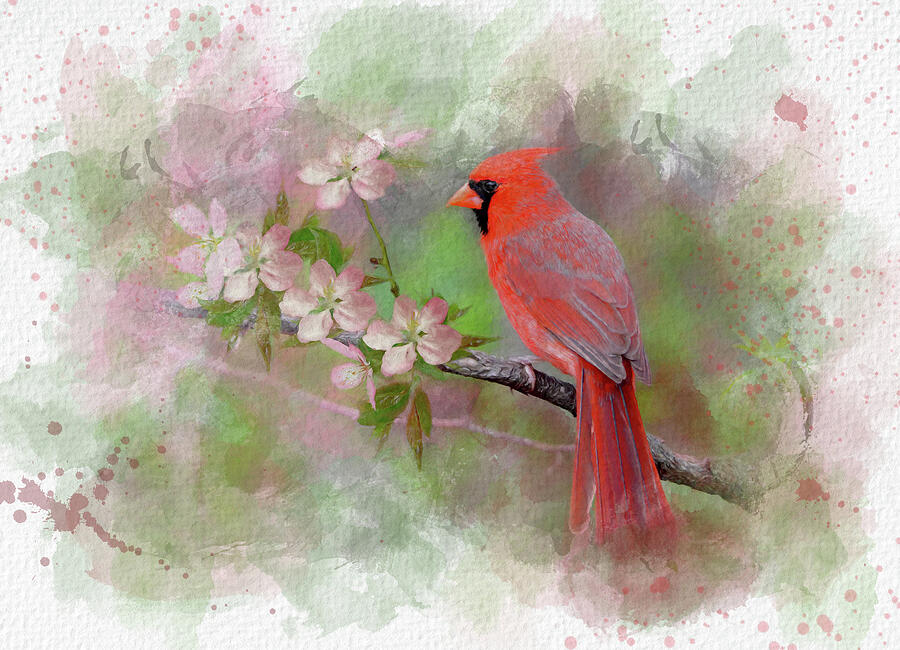 Red Cardinal Digital Art by Lena Auxier