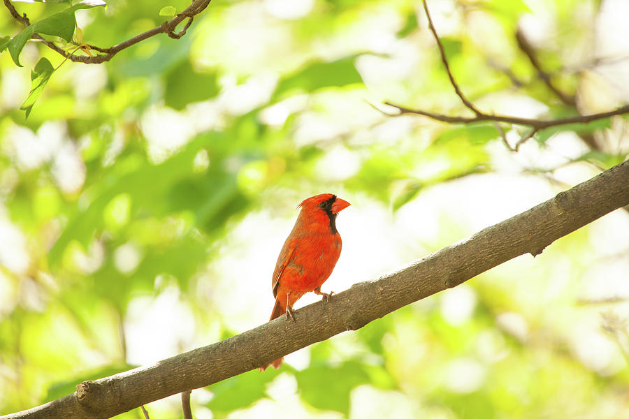 Red Cardinal on a Spring Day Photograph by Karol Livote