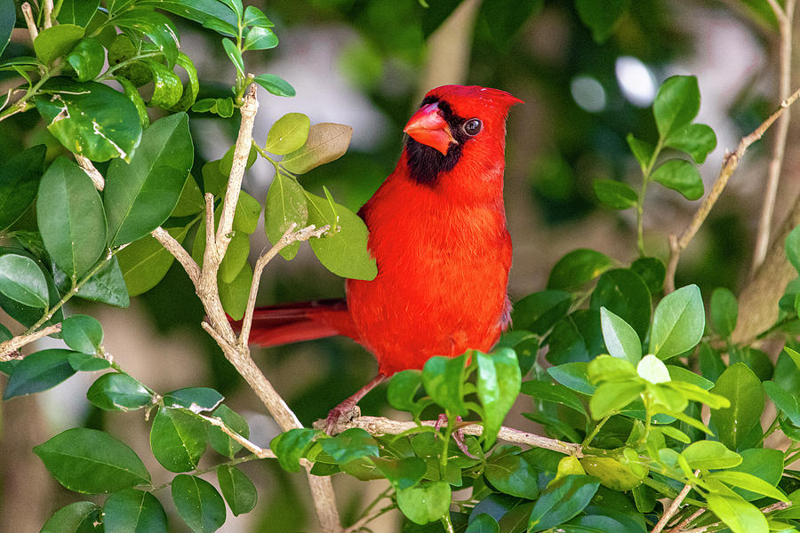 Red Cardinal Perched  Photograph by Blair Damson