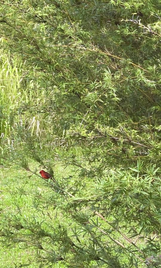 Red Cardinal in bamboo grove  Photograph by Lehua Pekelo-Stearns