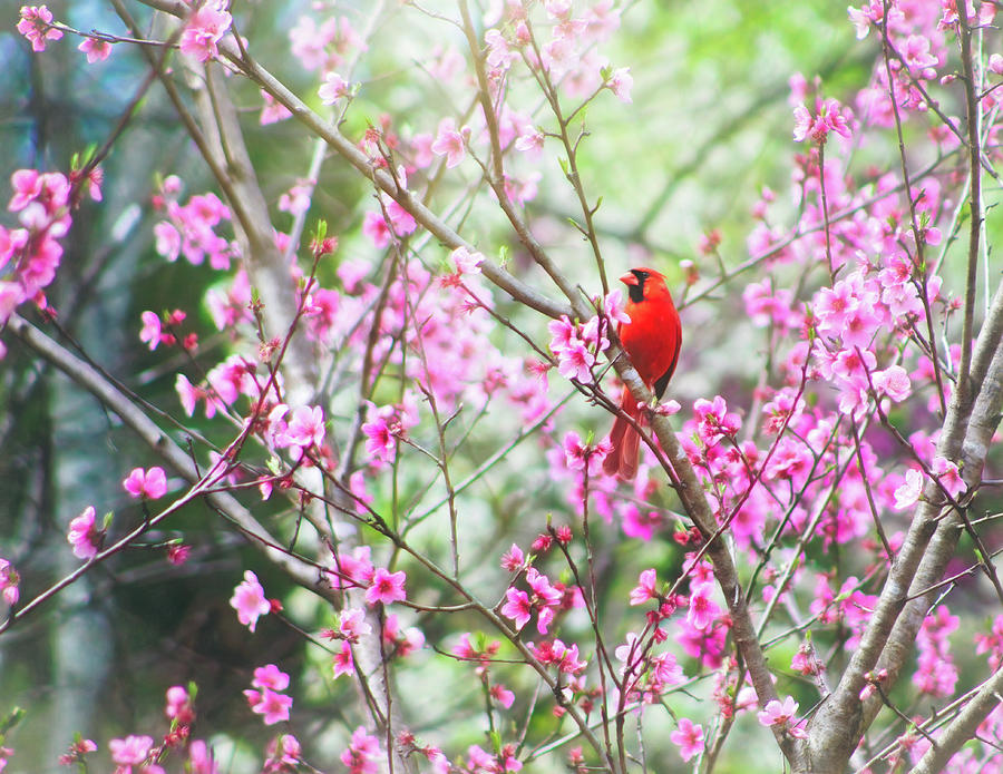 Red Cardinal Perched In Pink Flowers Photograph by Laura Vilandre