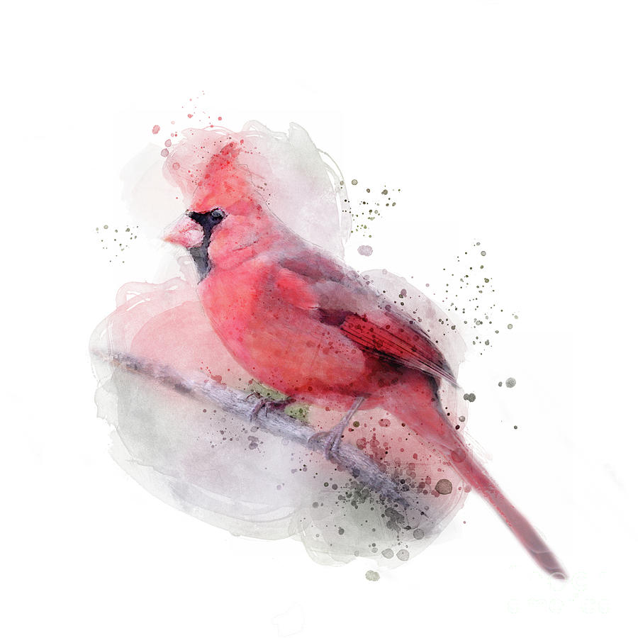 Red Cardinal Watercolor Digital Art by Jayne Carney