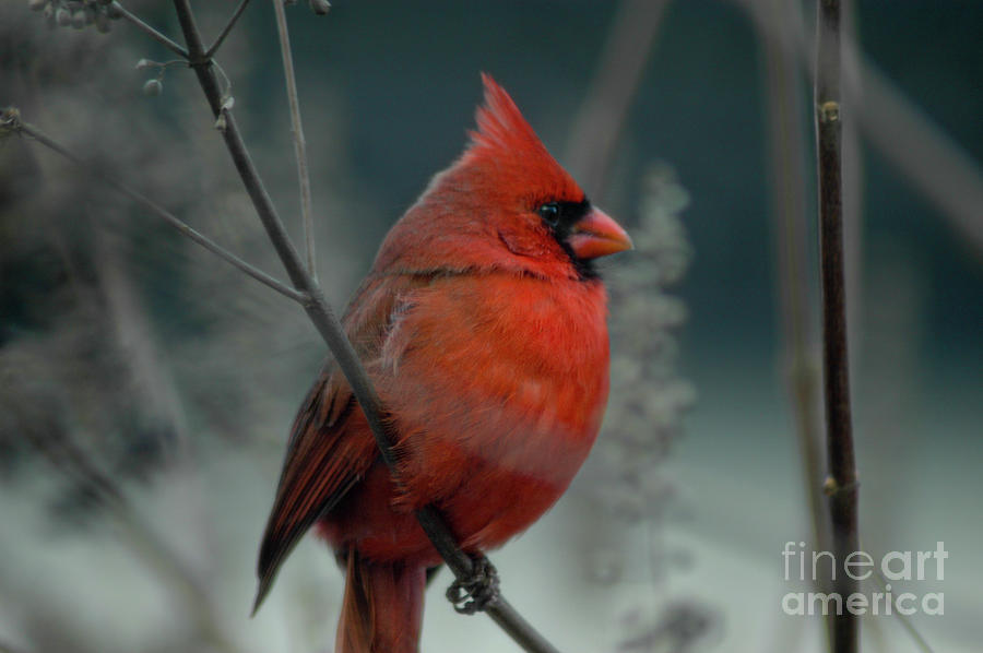 Red Cardinal - Winter Photograph