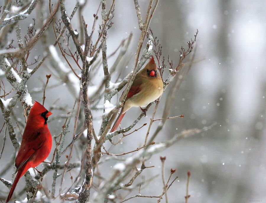 Red Cardinals a Spiritual Messenger in January Photograph by Sandra Huston