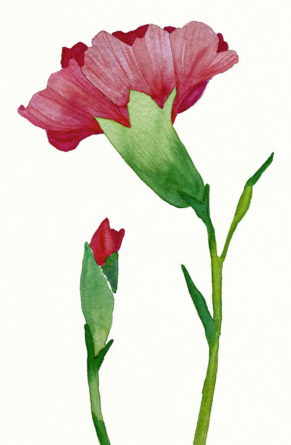 Red Carnation Botanical Painting by Deborah League