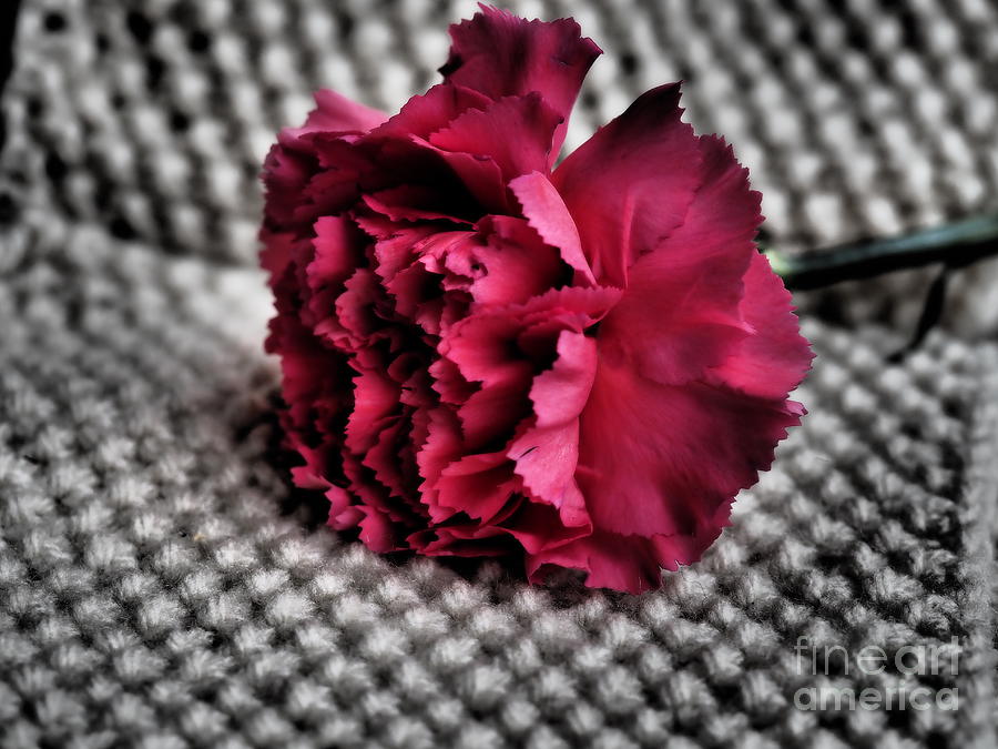Red Carnation on a rug Digital Art by L Bosco