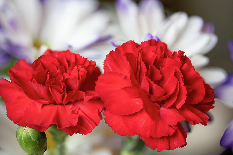 Red Carnations Photograph by Aashish Vaidya
