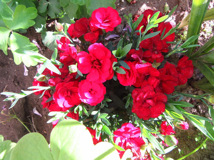Red Carnations Photograph by Galina Todorova