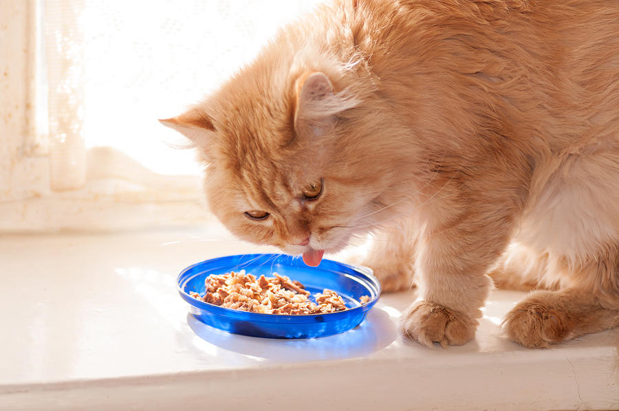 Red Cat Eats Food From Blue Bowls Photograph by Tanchic