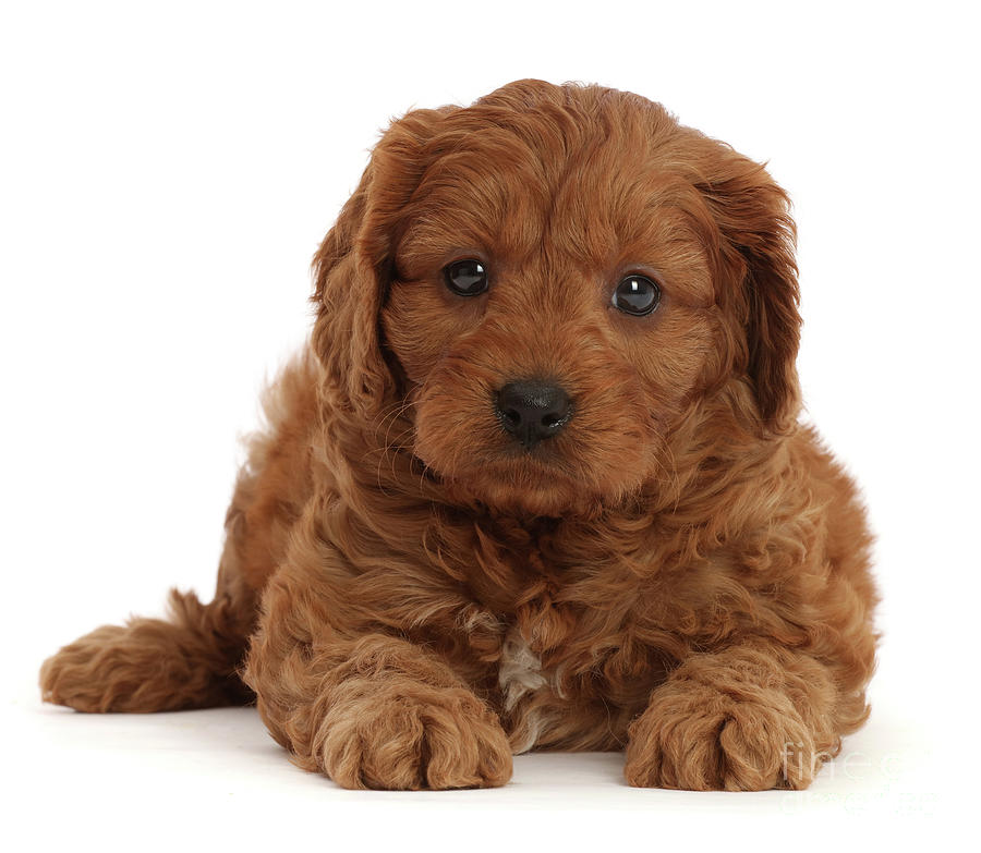 Red Cavapoo puppy, 7 weeks old Photograph by Warren Photographic