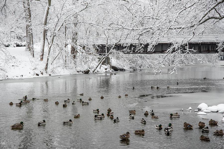 Michigan State University Photograph - Red Cedar River Winter  by John McGraw