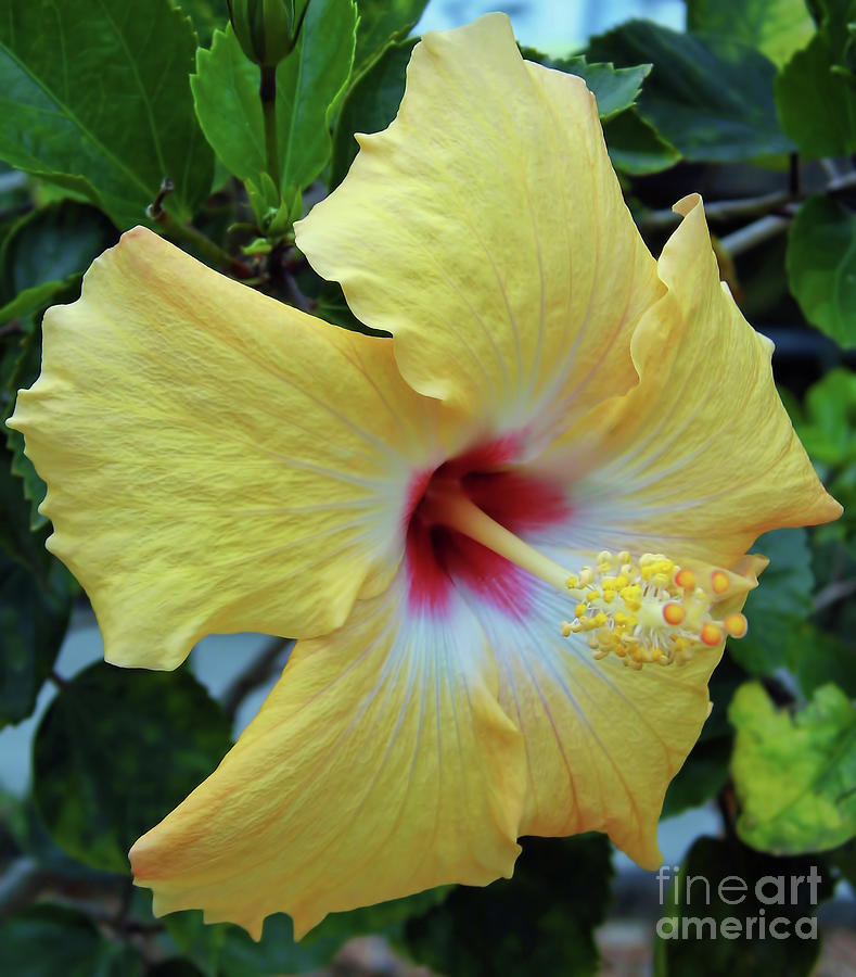 Red Center In The Yellow Hibiscus Photograph by D Hackett