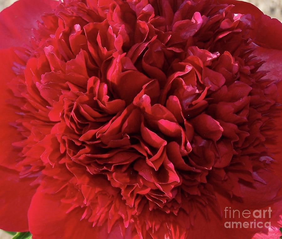 Red Charm Peony Photograph by Stephanie Weber
