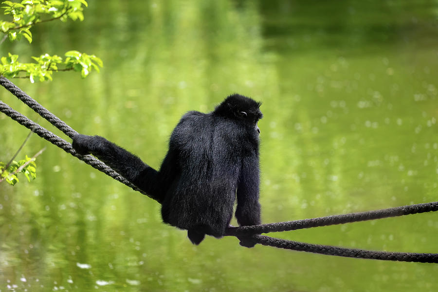 Red-cheeked Gibbon On Rope Above Lake Photograph by Artur Bogacki