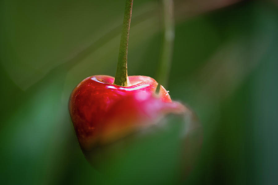 Red Cherry Photograph