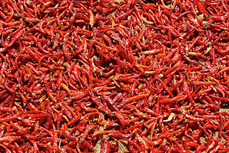 Red Chilis Photograph by Gene Taylor