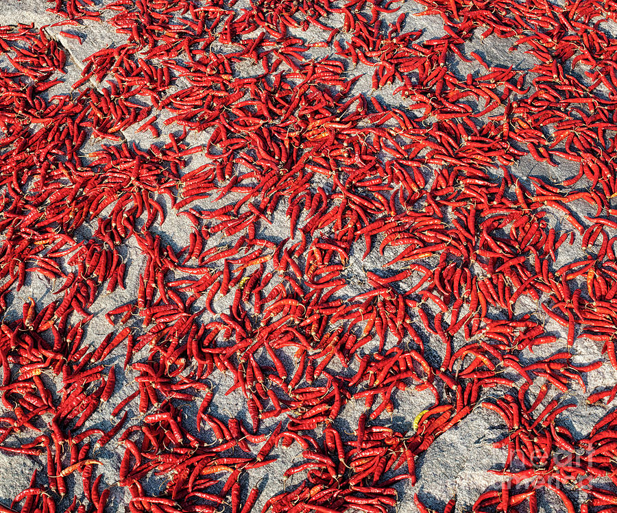 Red Chilli Peppers Drying Photograph by Tim Gainey
