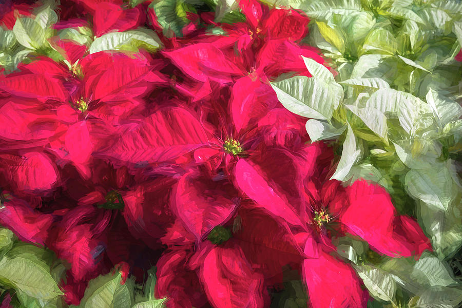 Red Christmas Poinsettia Leaves X 112 Photograph by Rich Franco