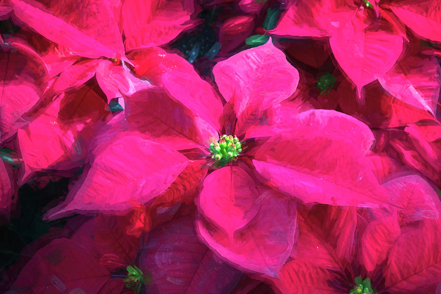 Red Christmas Poinsettia Leaves X 113 Photograph by Rich Franco