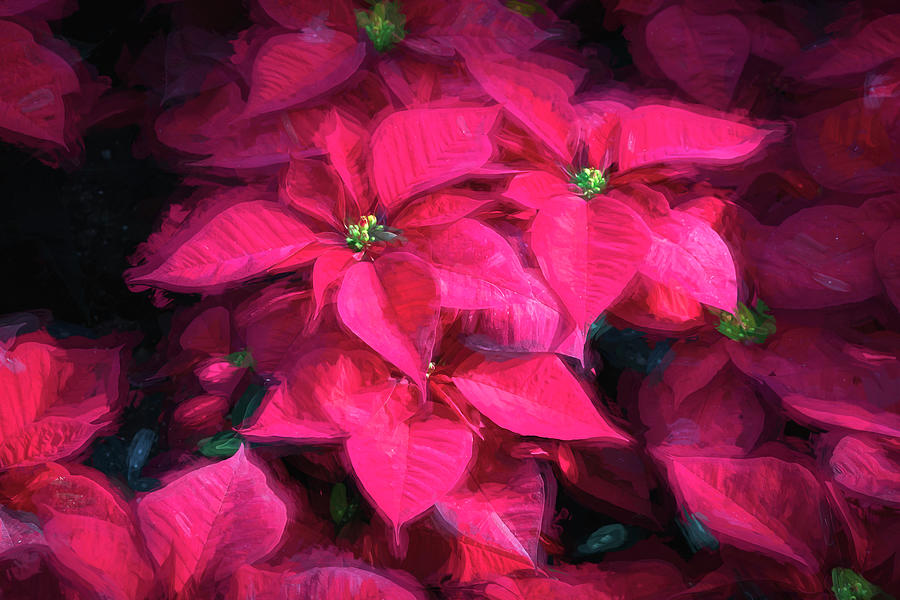 Red Christmas Poinsettia Leaves X 114 Photograph by Rich Franco