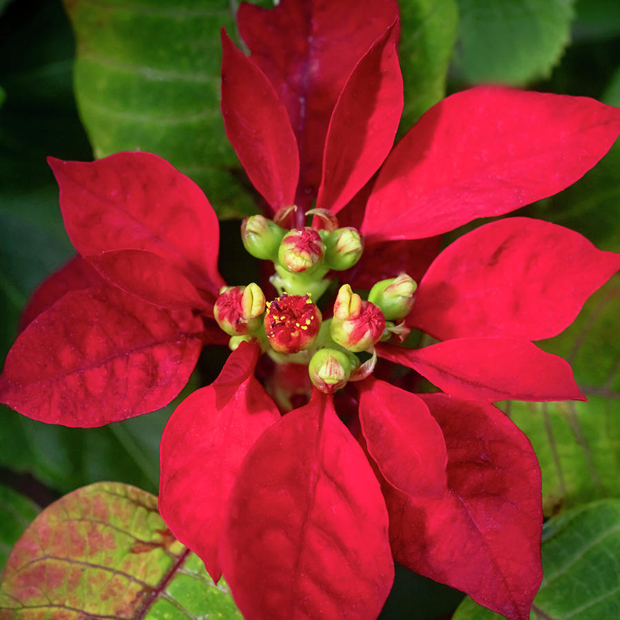 Red Christmas Poinsettia Leaves X115 Photograph by Rich Franco