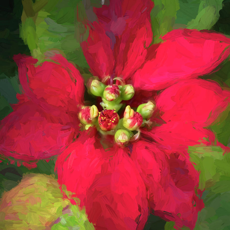 Red Christmas Poinsettia Leaves X117 Photograph by Rich Franco