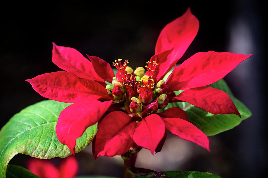 Red Christmas Poinsettia Leaves X118 Photograph by Rich Franco