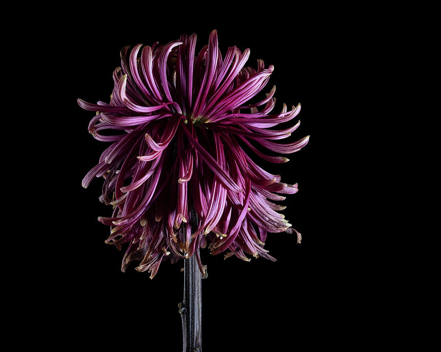Red Chrysanthemum Flower, Series 2, Part 2, Image 05 Photograph