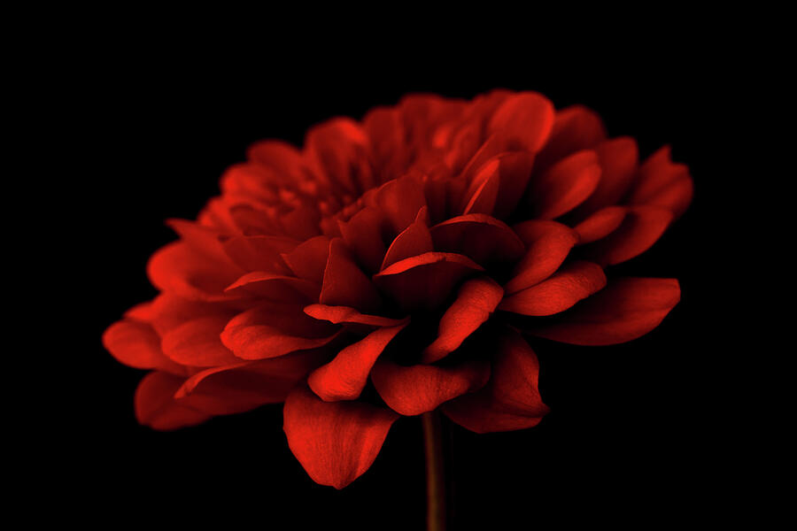 Red Chrysanthemum Photograph by Tanya C Smith