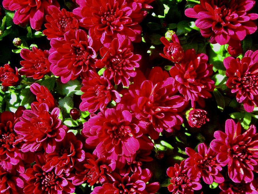 Red Chrysanthemums Photograph by Stephanie Moore