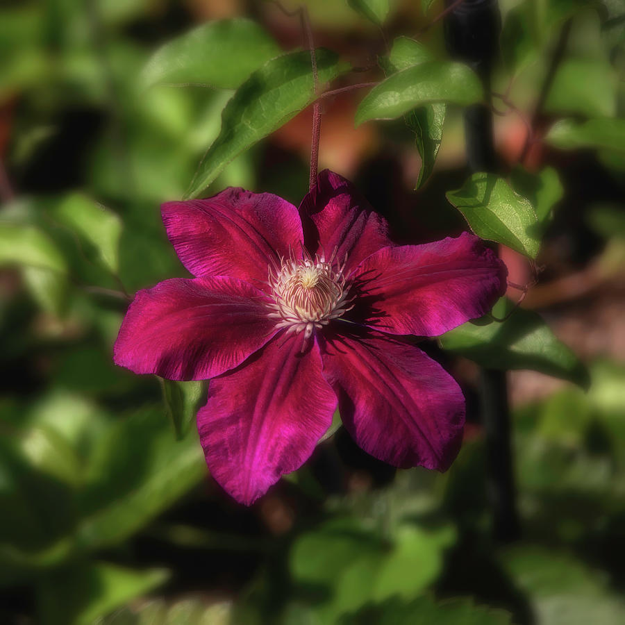Red Clematis Square Photograph by Teresa Wilson
